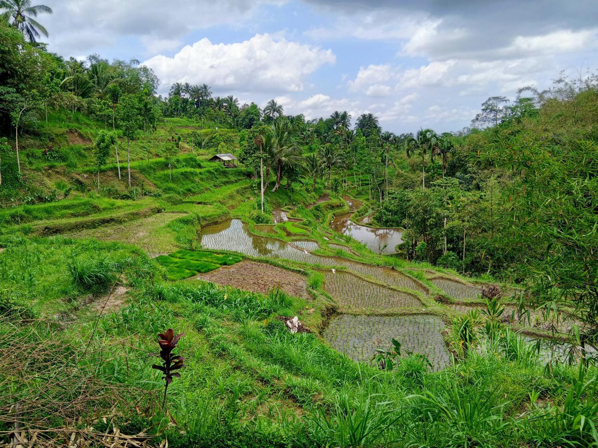 Linkgreen Homestay Tetebatu Bilik gambar